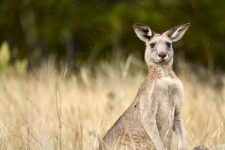 An eastern gray kangaroo standing among long grass in the woods with blur background with a copy space