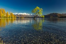 The famous Lonely tree of Lake Wanaka and snowy Buchanan Peaks, South Island, New Zealand
